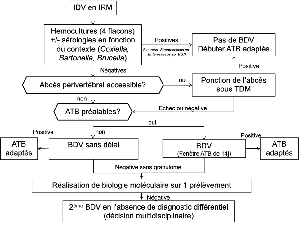 antibioest es image fiche spondylodiscites aigues ou infection disco vertébrale idv sur rachis natif 