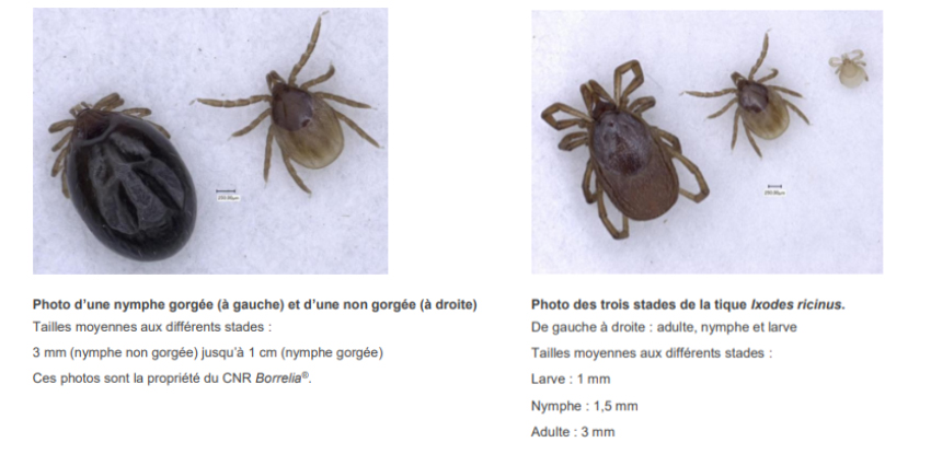 Testez vos connaissances | Bien utiliser la doxycycline et prévenir la maladie de Lyme 2 AntibioEst antibioest nl photos tiques